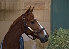 Curlin's 2017 Fee Rises on Strong Season Curlin's 2017 Fee Rises on Strong Season