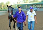 Songbird after her Distaff loss to Beholder