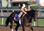 Carina Mia out for a gallop at Santa Anita Park