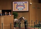Hip 2242 at the 2016 Keeneland November Sale