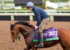 Mondialiste at Santa Anita before the 2016 Breeders' Cup