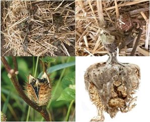 CHRB Issues Jimson Weed Warning