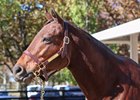Arrogate's Dam Bubbler in Foal to Tapit Arrogate's Dam Bubbler in Foal to Tapit