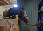 Arrogate gets carrots from exercise rider Dana Barnes a day after he won the Breeders' Cup Classic