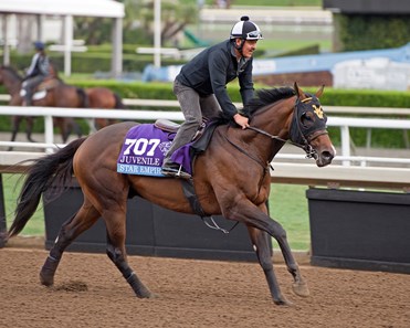 Star Empire
Works at Santa Anita in preparation for 2016 Breeders' Cup on Nov. 1, 2016, in Arcadia, CA.