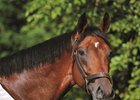 Dutchess Views Lowers Fee for Big Brown Dutchess Views Lowers Fee for Big Brown