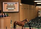 Conquest Vivi sells at Keeneland November.