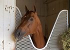 Da Big Hoss Could Debut in Pan American Da Big Hoss Could Debut in Pan American