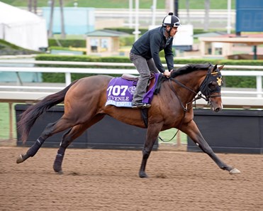 Star Empire
Works at Santa Anita in preparation for 2016 Breeders' Cup on Nov. 1, 2016, in Arcadia, CA.