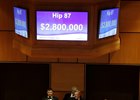 2016 Fasig-Tipton November Sale hip 87