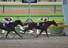 Mont Saint Legame wins 2016 Cattleya Sho