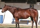 Bubbler at the 2016 Fasig-Tipton November sale