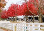 Keeneland Book 5: Trade Continues Keeneland Book 5: Trade Continues