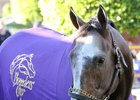 Arrogate on Nov. 2 at Santa Anita Park