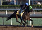 Melatonin breezing at Santa Anita for the Breeders' Cup Classic