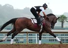 Firing Line trains at Santa Anita in 2015