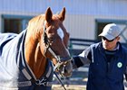 Charismatic at Old Friends on Dec. 12, 2016, near Georgetown, Ky.
