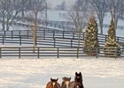 Yearlings at WinStar Farm.