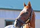 Charismatic at Old Friends Dec. 12