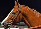 California Chrome, Arrogate, Songbird are HOY finalists California Chrome, Arrogate, Songbird are HOY finalists