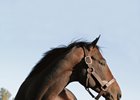 Bernardini is the sire of Stay Thirsty and Alpha, who matched him by winning the Jim Dandy and Travers Stakes.