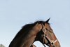 Bernardini