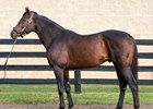 Peace and Justice stands at Glenn and Becky Brok's Diamond B Farm in Pennsylvania