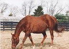 Begum at Mill Ridge Farm