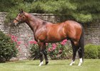Thewayyouare Relocated to Haras de Corlay Thewayyouare Relocated to Haras de Corlay