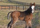 First 2017 foal from Palace Malice o/o Ekati's Phaeton
