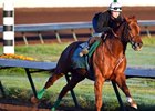 Dortmund has an early morning gallop at Los Alamitos