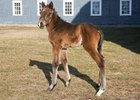 Japan Gets a NY Filly as His First Foal Japan Gets a NY Filly as His First Foal