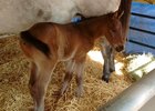 Bahamian Squall's first foal is a colt born Jan. 18 and bred by Digole "Dee" Williams.