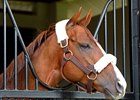 The consistency of California Chrome gave experts a sense that Arrogate's Breeders' Cup Classic win was special.