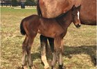 Summer Front's First Foal is a Filly Summer Front's First Foal is a Filly