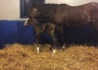 American Pharoah's colt at Brookdale Farm with dam Kakadu