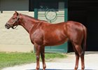Winning Cause, a son of Giant's Causeway—Raffishing Look, by Kingmambo, enters stud in 2017 at Milky Way Farm in California.