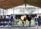 10% of commissions from the horses sold at the January sale will go to aid fire victims