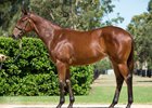 Lot 765 at the 2017 Magic Millions Gold Coast yearling sale, a daughter of Fastnet Rock who topped the final Book 1 session