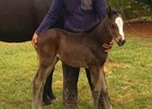First Foal Arrives for Gainesway's Karakontie First Foal Arrives for Gainesway's Karakontie