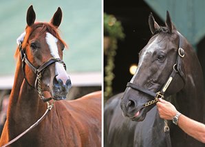 Arrogate, California Chrome Meet Again in Pegasus