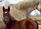 Lea Gets Bay Filly as First Foal Lea Gets Bay Filly as First Foal