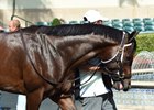 Neolithic schools in the paddock at Gulfstream Park