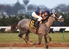 Weekend Stakes Rundown: El Areeb Back at Aqueduct Weekend Stakes Rundown: El Areeb Back at Aqueduct