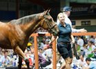 2017 Magic Millions Gold Coast yearling sale Lot 765 Fastnet Rock - Dazzling Gazelle