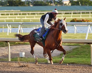 California Chrome Focused in Penultimate Move