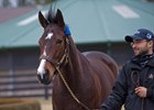 Songbird will be out of training for a bit longer after kicking her stall wall