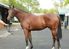 Lot 10, a colt by O'Reilly was the sale topper at $825,000 (US$599,354)