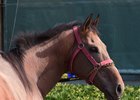 Eragon at Gulfstream Park