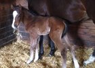 Bayern's First Foal, a Filly, Arrives in Ontario Bayern's First Foal, a Filly, Arrives in Ontario